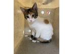 Satu'Li Domestic Shorthair Kitten Female