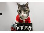 Wally Todd Domestic Shorthair Senior Male