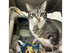 Darrow Domestic Shorthair Kitten Male