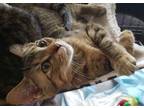 Speedy BK Domestic Shorthair Kitten Male