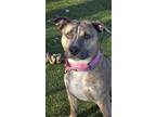 Magnus American Pit Bull Terrier Puppy Male