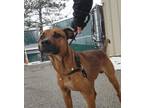 Luke American Pit Bull Terrier Young Male