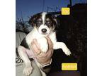 Taz Feist Puppy Male