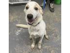 Adopt Sandra a Labrador Retriever, Mixed Breed
