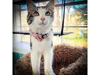 Dolly Tabby Kitten Female