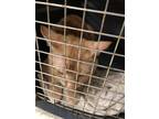 Simba Domestic Shorthair Young Male