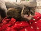 Bengal Domestic Longhair Senior Male