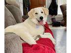 London Great Pyrenees Young Male