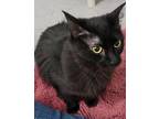 Pom Pom Domestic Mediumhair Young Female