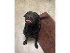 Keanu Boxer Young Male
