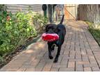 Adopt Sam a Pit Bull Terrier