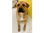 Adopt Sammy Green Eggs 58067 a Labrador Retriever, Boxer