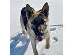 Spirit German Shepherd Dog Adult Female