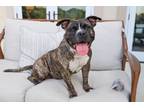 Adopt Chaz a Pit Bull Terrier, American Staffordshire Terrier