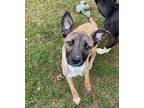 Twizzle Shepherd (Unknown Type) Puppy Female