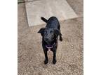 Shiraz Border Collie Puppy Female