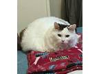 Cleopatra aka Cleo C2023 OS in RI Domestic Longhair Senior Female
