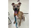 Beardsley Labrador Retriever Adult Male