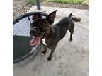 Adopt Sammy a Boxer