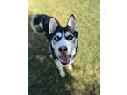 Adopt Joey a Siberian Husky