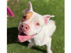 Adopt The Hound a Pit Bull Terrier