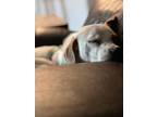 Adopt Bron a Beagle