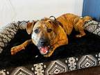 Adopt 24-022 Franky a Plott Hound, Boxer