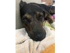 Adopt Clyde a Doberman Pinscher