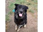 Adopt Dom a Chow Chow, Shepherd