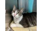 Adopt Melvin a Domestic Short Hair