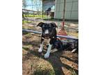Adopt Woodstock a Husky, Mixed Breed