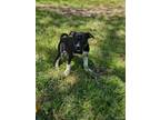 Adopt Linus Vanpelt a Husky, Mixed Breed