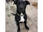 Adopt Miles a Labrador Retriever