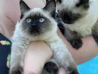Female Ragdoll