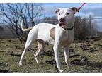 Clyde American Pit Bull Terrier Puppy Male
