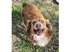 Willow Australian Shepherd Young Female