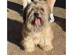 Winston Shih Tzu Senior Male
