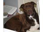 Sheldon (Neutered)-Pic 12/6/23 Labrador Retriever Adult Male