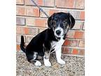 PUPPY SHIRA Labrador Retriever Puppy Female