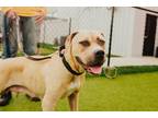 Mintaka Mixed Breed (Large) Young Female