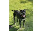SARABI Labrador Retriever Young Female
