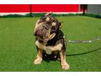 Pinky English Bulldog Adult Female
