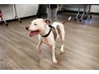 Bo bo Mixed Breed (Large) Senior Male