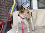 Trooper Jack Russell Terrier Adult Female