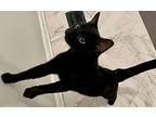 Mr Kitty Domestic Shorthair Young Male
