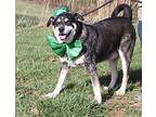 Cooper (Neutered) Pics 3/12/24 Australian Cattle Dog Senior Male