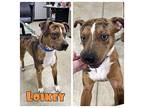 Loikey Australian Cattle Dog Young Male