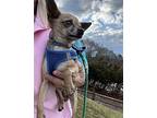 Austin TEX D2024 in RI Chihuahua Puppy Male
