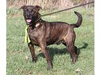 Vaughn (Photos 3/12/2024) Mountain Cur Adult Male