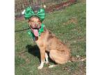 Bradyn (Photos 3/12/2024) Catahoula Leopard Dog Adult Male